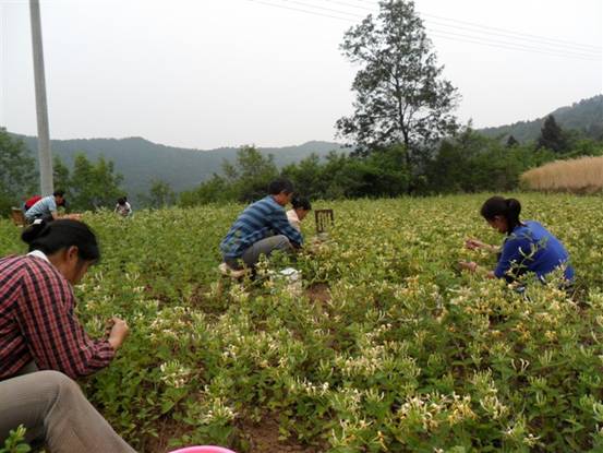 金银花.jpg